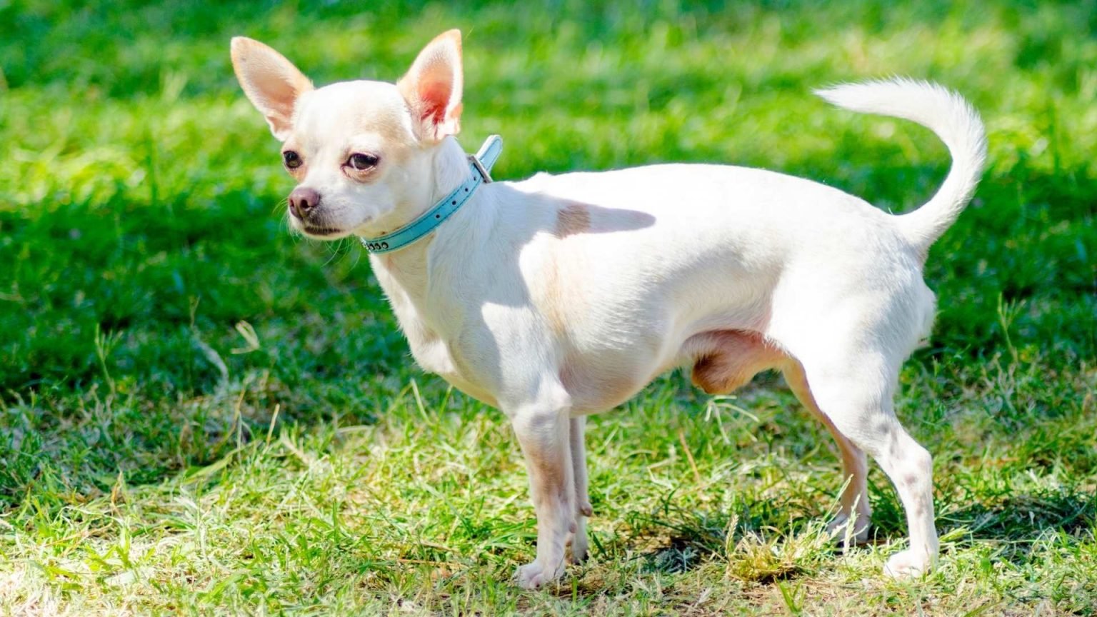 Do Chihuahuas Have Curly Tails? Plus Things You Must Know About Tails