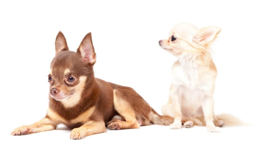 basic facts about chihuahua