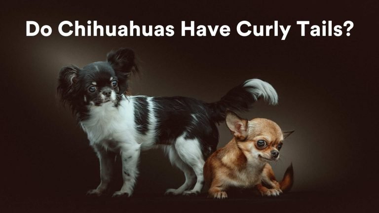 Do Chihuahuas Have Curly Tails? Plus Things You Must Know About Tails!
