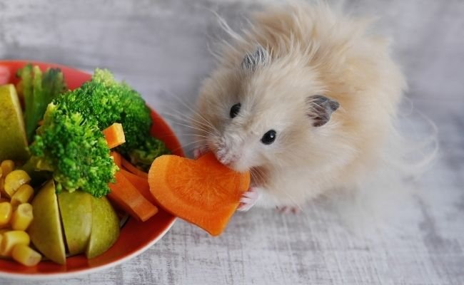 Hamster Fiber-rich Foods