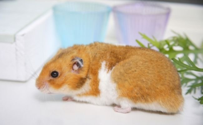 Hamster