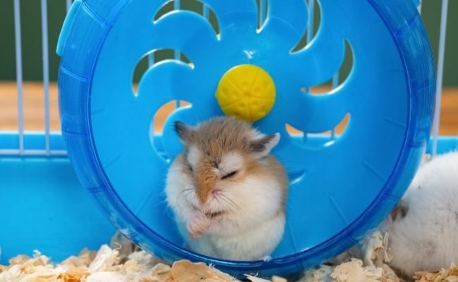 hamster bored