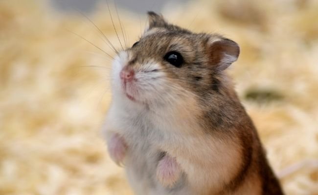 why hamsters smell everything