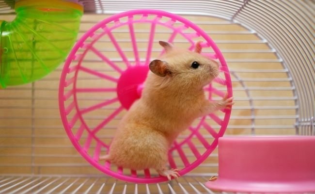 hamster wheel