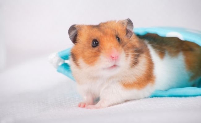 Obese hamster