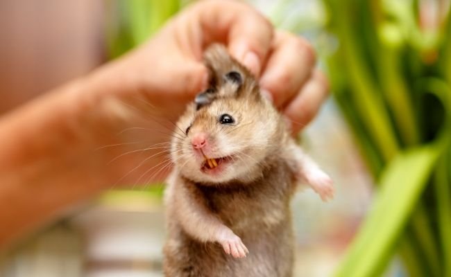 Overgrown Hamster Incisor