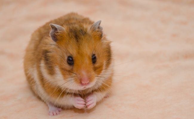 Syrian hamster