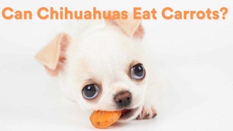 Can Chihuahuas Eat Carrots?