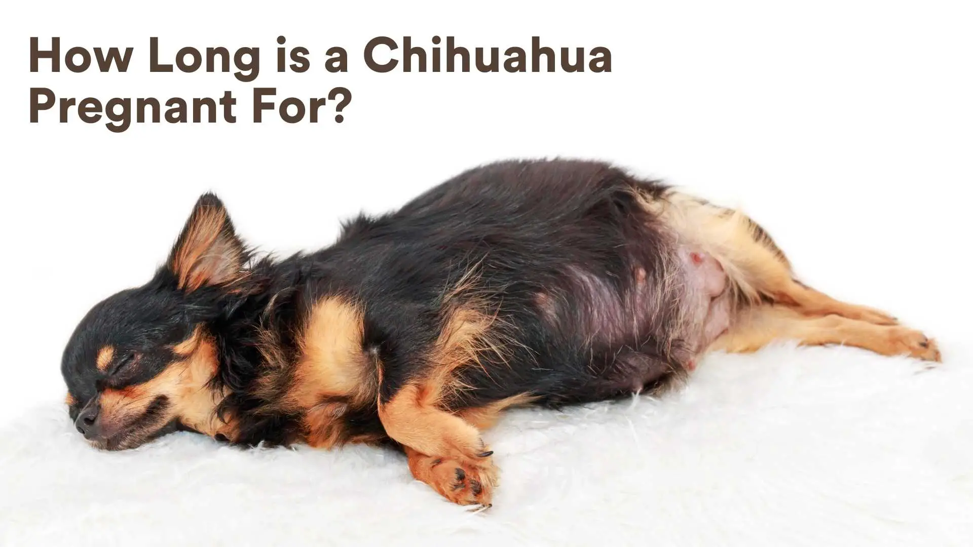 How Long is a Chihuahua Pregnant For?