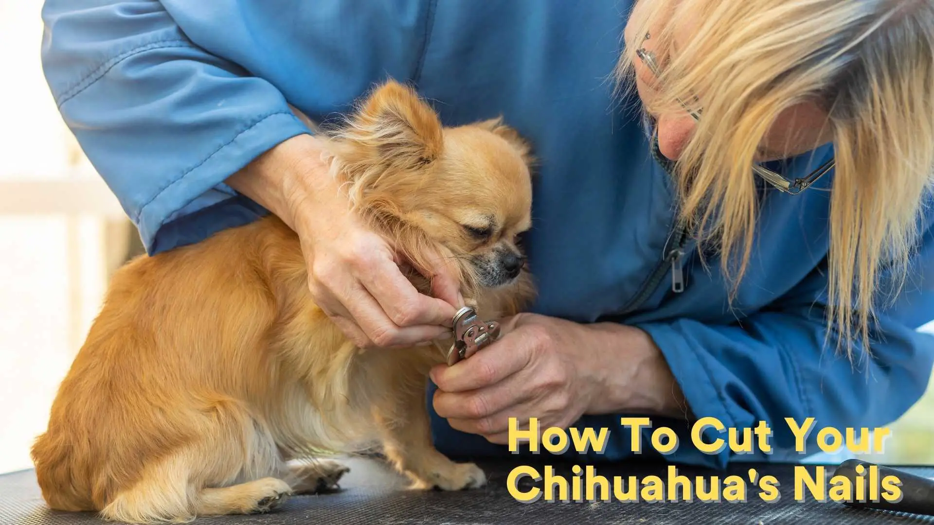 How To Cut Your Chihuahua's Nails