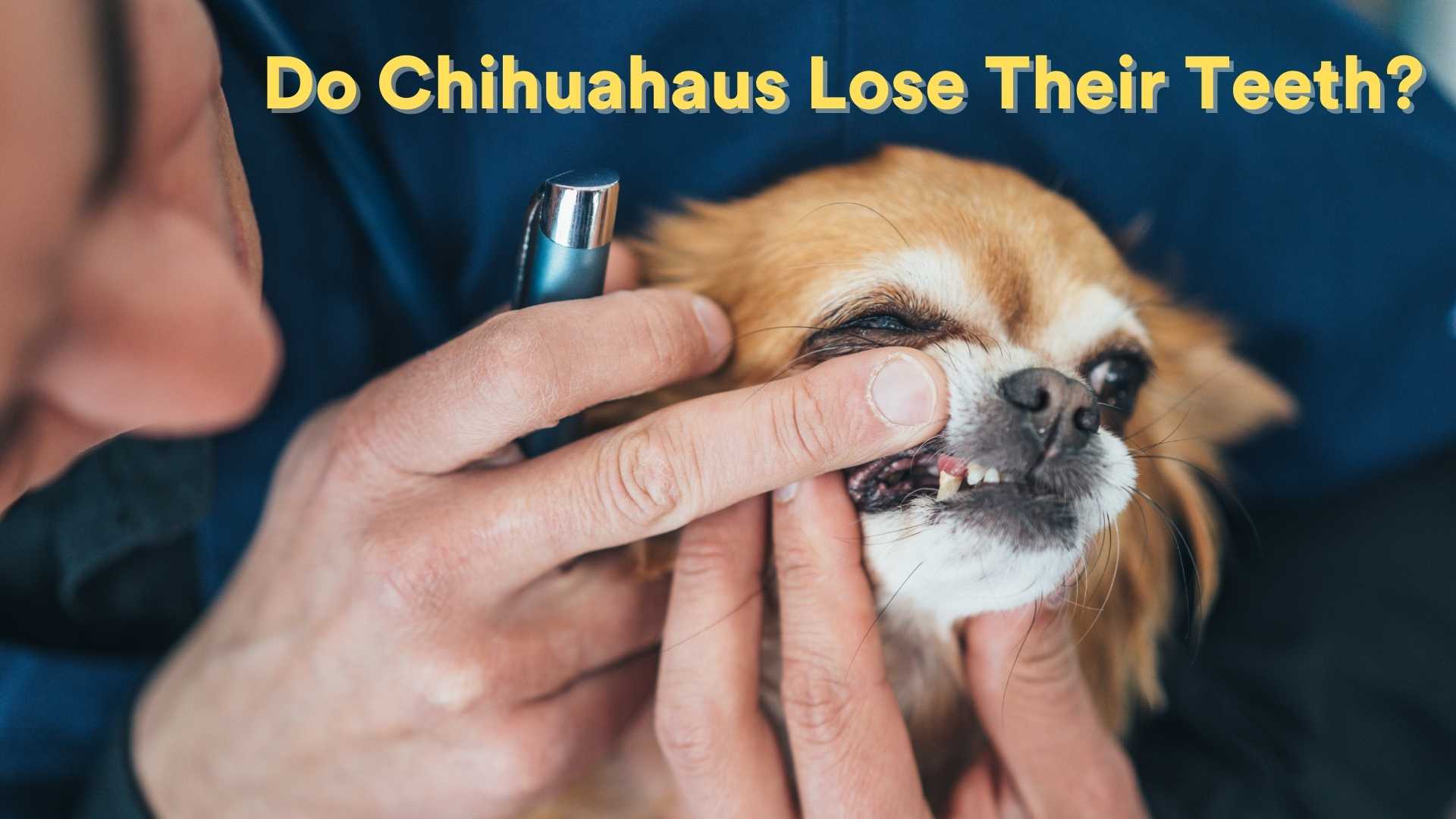 Do Chihuahuas Lose Their Teeth?