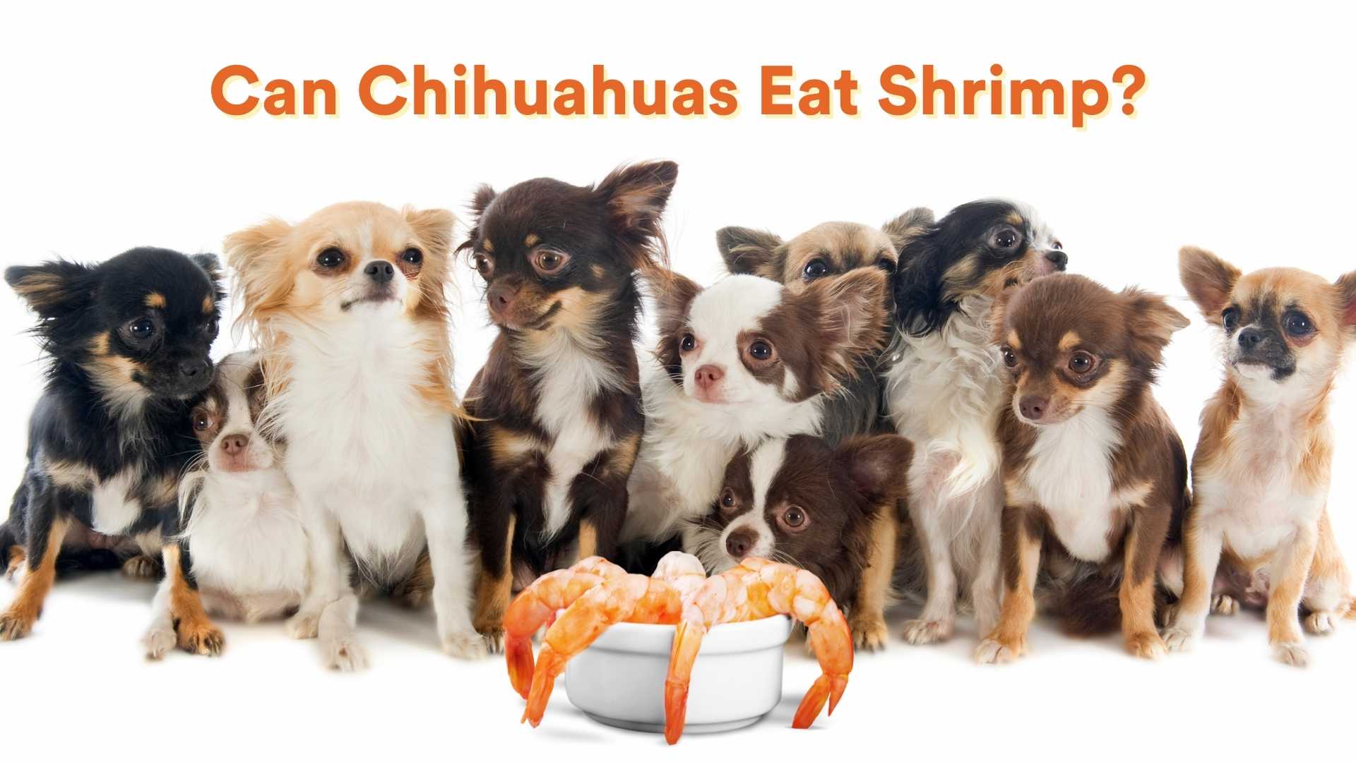 Can Chihuahuas Eat Shrimp?