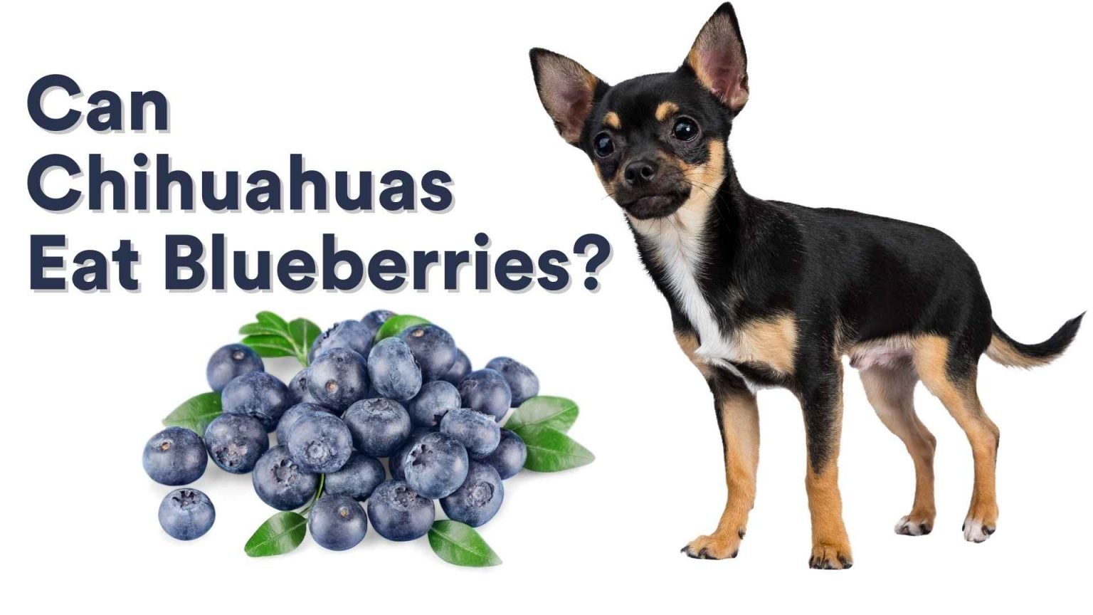 Can Chihuahuas Eat Blueberries? [Feeding Guide!] AtractivoPets