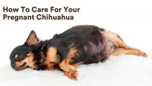 How To Care For Your Pregnant Chihuahua