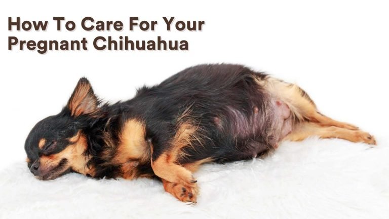 How To Care For Your Pregnant Chihuahua [All You Need To Know!]