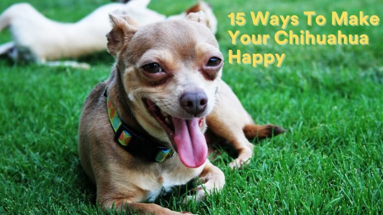 15 Ways To Make Your Chihuahua Happy [Must Know!]