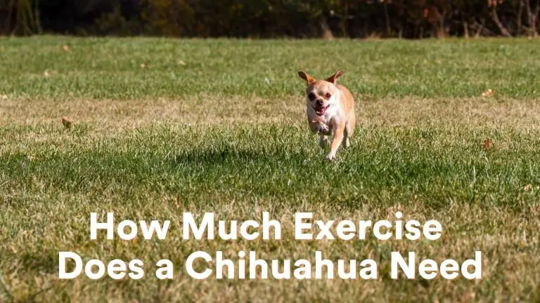 How Much Exercise Does a Chihuahua Need – All You Need To Know!