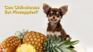 Can Chihuahuas Eat Pineapples?