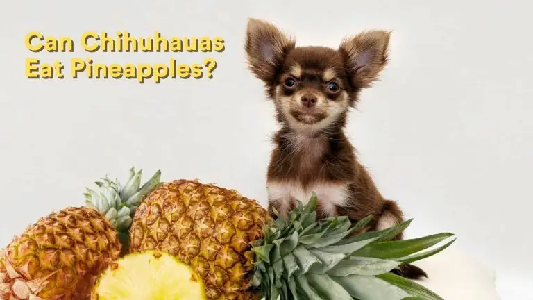 Can Chihuahuas Eat Pineapples? [Feeding Guide!]