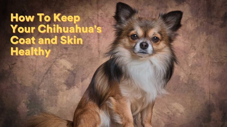 How To Keep Your Chihuahua’s Coat and Skin Lustrous and Healthy [All you Need To Know!]