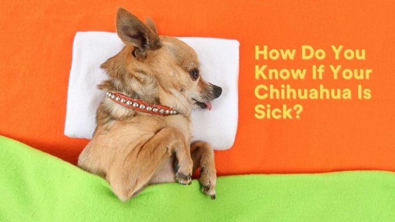 How Do You Know When Your Chihuahua Is Sick? [Must Know!]