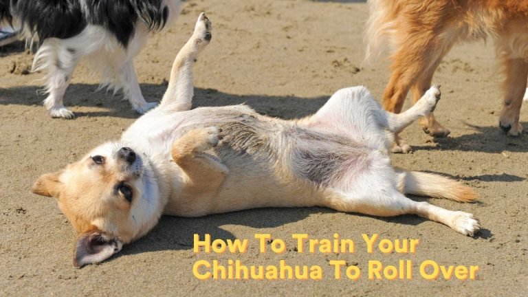 How To Train Your Chihuahua To Roll Over [Training Guide!]