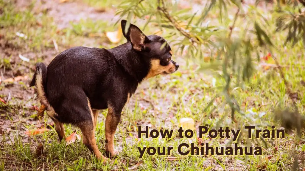 How to Potty Train Your Chihuahua [Training Guide!] AtractivoPets