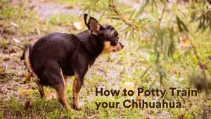 How to Potty Train your Chihuahua