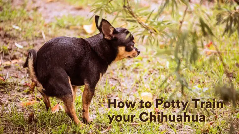 How to Potty Train Your Chihuahua [Training Guide!]