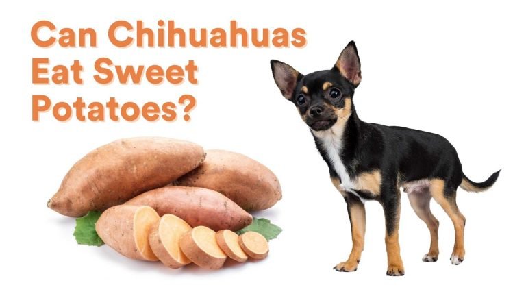 Can Chihuahuas Eat Sweet Potatoes?