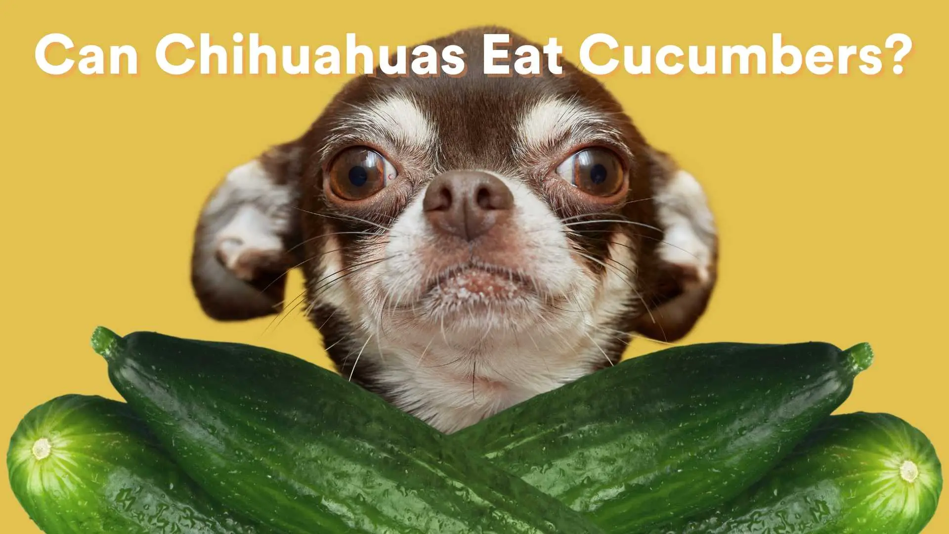Can Chihuahuas Eat Cucumbers?