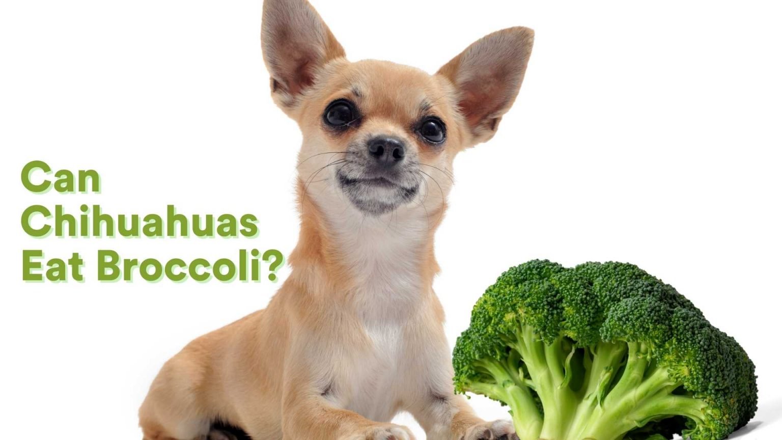 Can Chihuahuas Eat Broccoli? [Feeding Guide!] AtractivoPets
