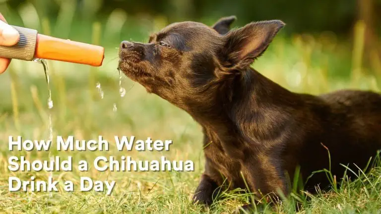 How Much Water Should A Chihuahua Drink A Day