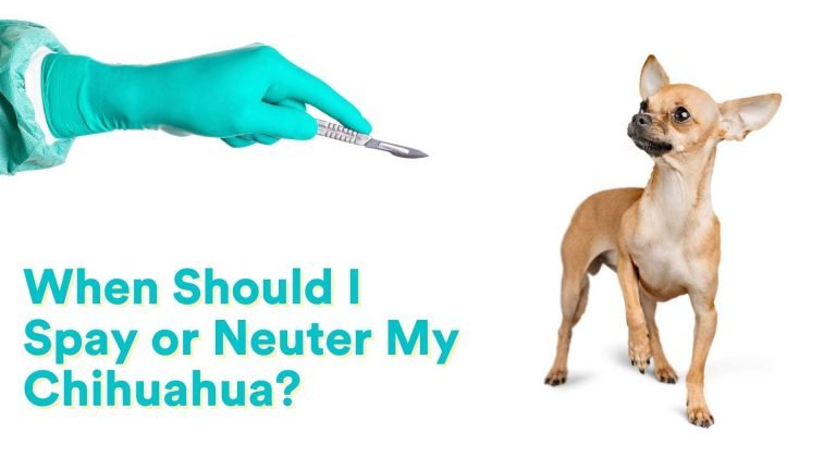 When Should I Spay or Neuter My Chihuahua? [All you need to know!]