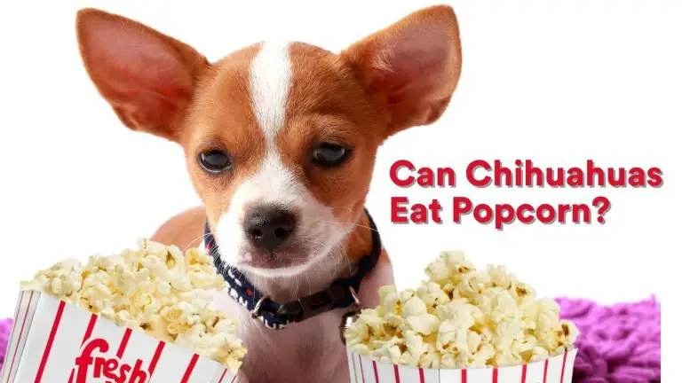 Can Chihuahuas Eat Popcorn? [Feeding Guide!]
