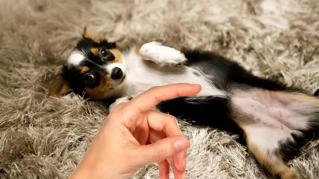 11.  Lots of Belly Rubs