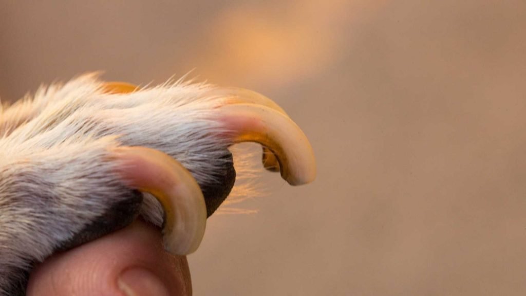 What are the indicators that your Chihuahua needs its nails trimmed?