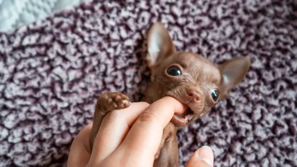 Why is it normal for chihuahuas to lose their teeth during their early stages?