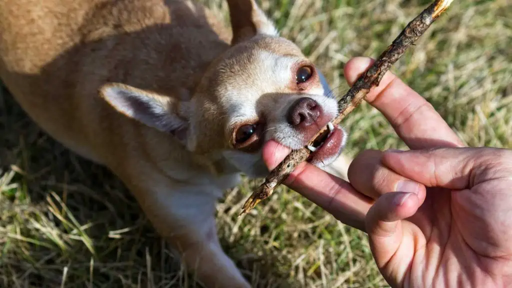 temperament of chihuahua