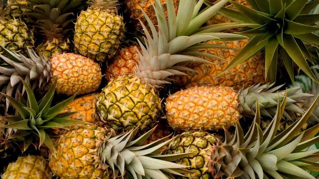 What are pineapples?