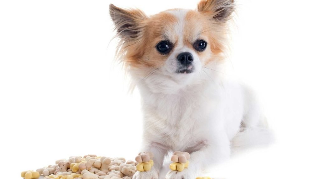 Track your Chihuahua's Daily Calories