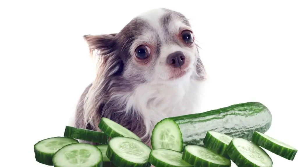 Why cucumbers are generally safe for dogs to eat 