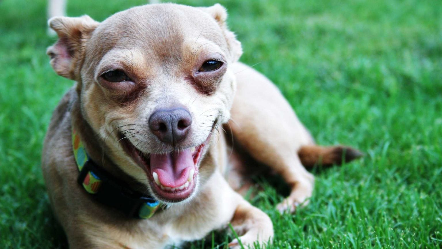 When Should I Spay or Neuter My Chihuahua? [All you need to know ...