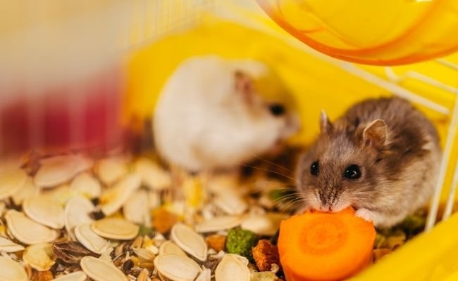 How Can You Tell if Your Hamsters Will Get Along in a Shared Space?