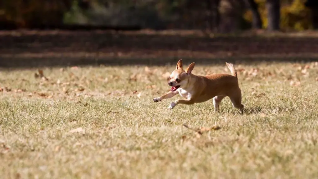 chihuahua running in field