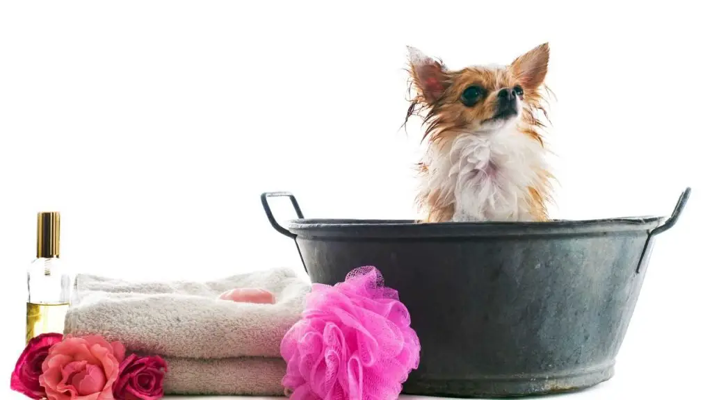 Routine Bathing and Brushing