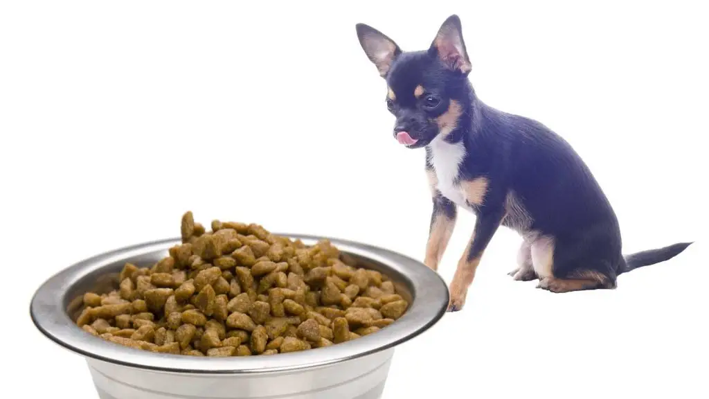 Measure your Chihuahua's Food