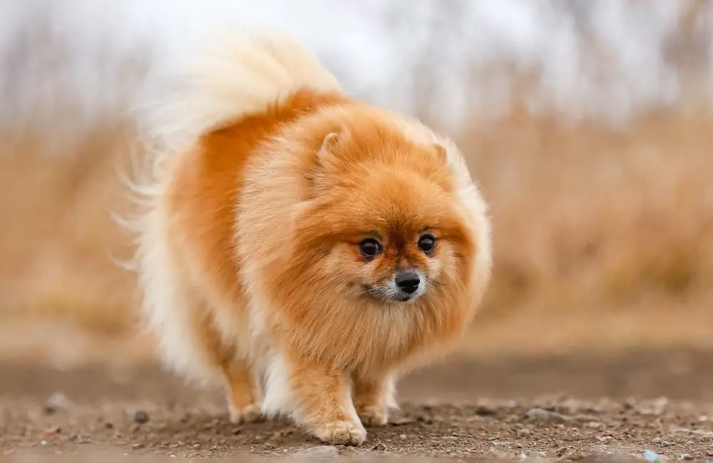 30 Fluffy Dog Breeds