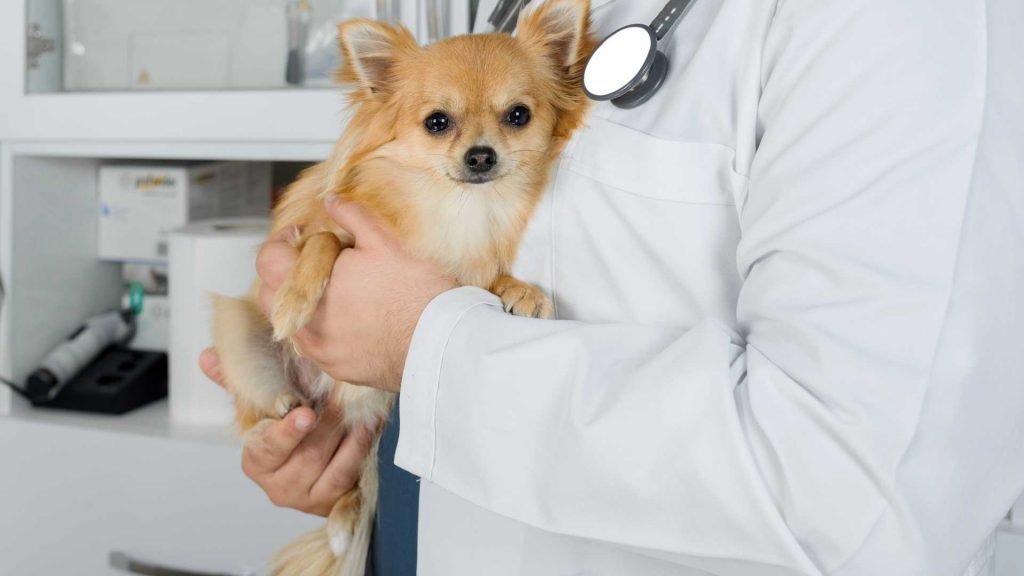 What should I do if my Chihuahua is underweight?  