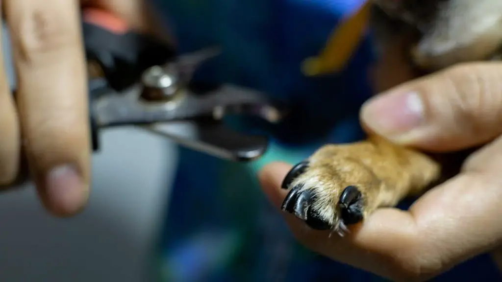 Clip your chihuahua's nails the right way!